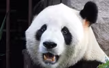 [ẢNH] Kinh hoàng những vụ thú dữ tấn công người tại sở thú